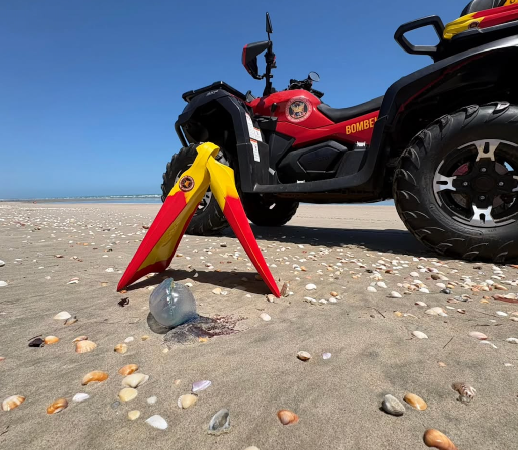 Alerta dos Bombeiros sobre Caravelas-Portuguesas na Praia de Tibau: Cuidados Necessários