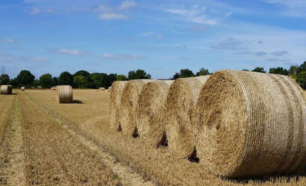 Brasil Fortalece Agro: Novos Mercados Internacionais em Vista