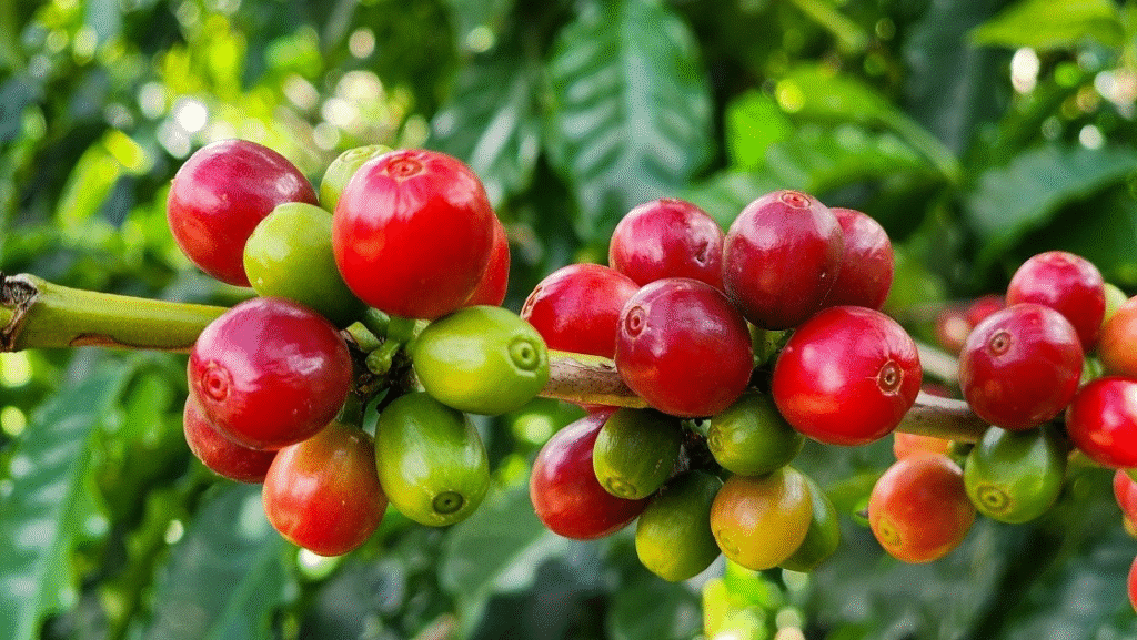 Exportações do Agronegócio Mineiro Atingem Recorde Histórico em 2025