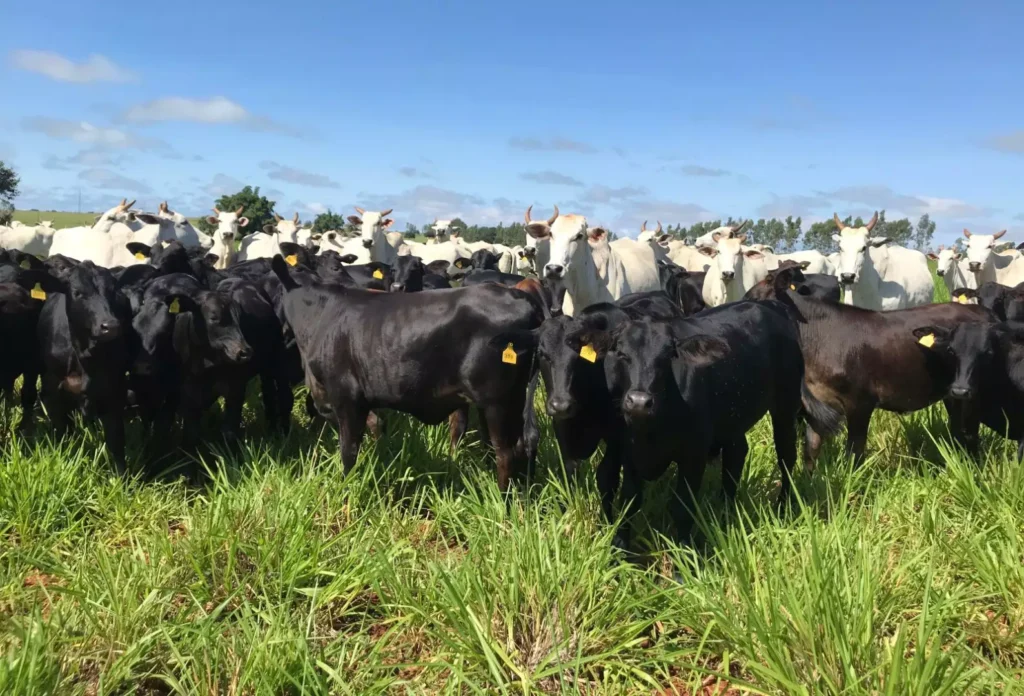 2026: O Ano da Cria no Agronegócio Brasileiro