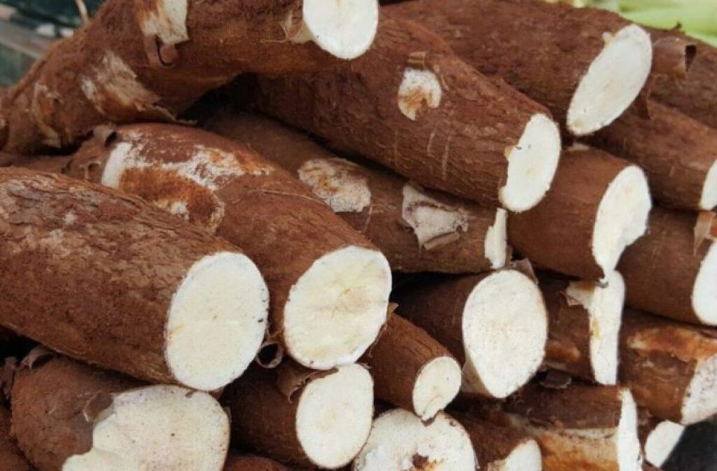 Aumento da Produção de Mandioca em 2025 Impacta Rentabilidade dos Produtores