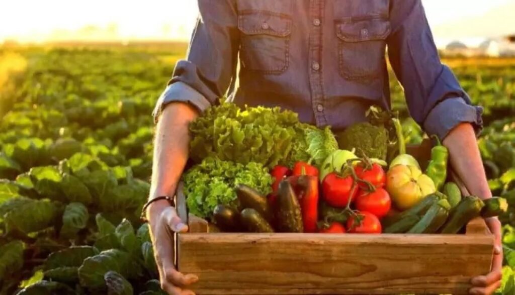 Calendário da Conab para 2026: Levantamentos das Safras e Mercado Agrícola