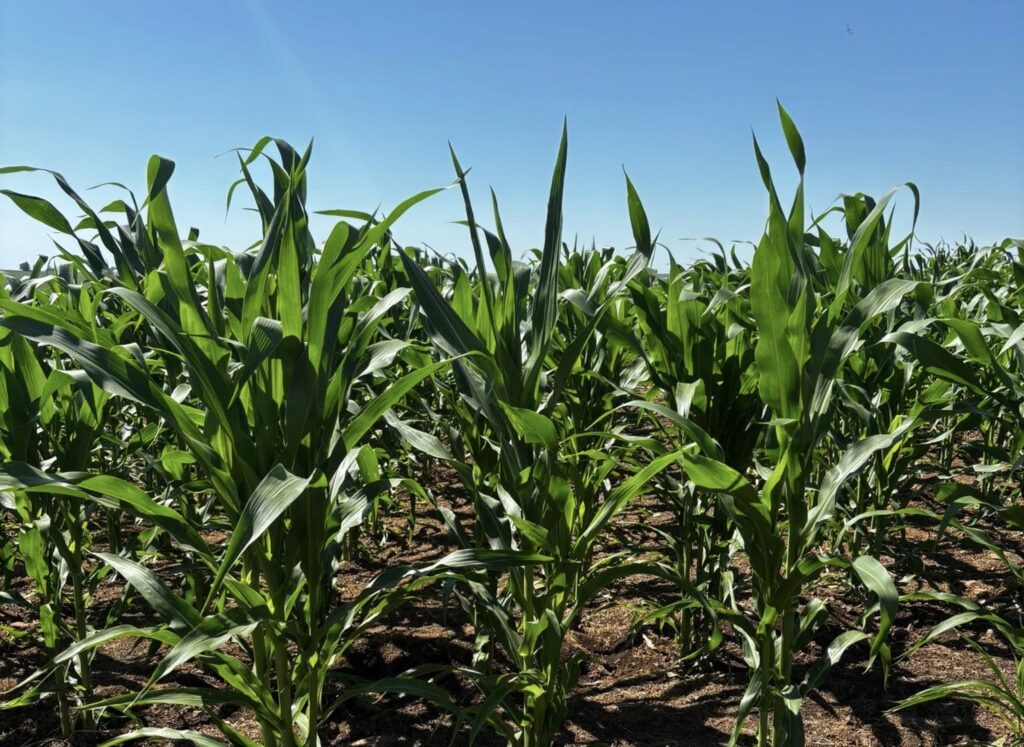 Chuvas e Calor Impulsionam Cultivo de Milho e Soja em Alegrete