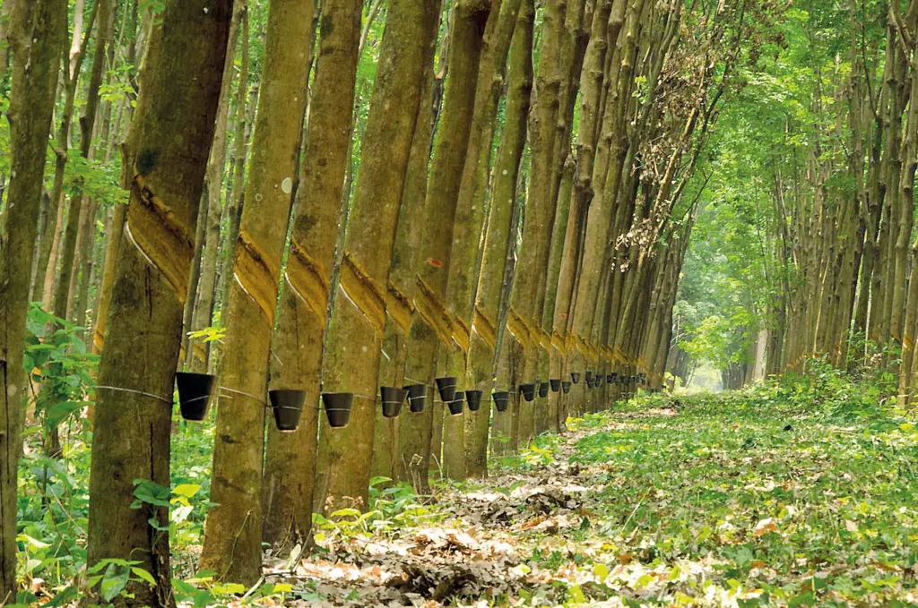 Excesso de Borracha Preocupa o Setor Agrícola na Safra 2025-2026 Excesso de Borracha Preocupa o Setor Agrícola na Safra 2025-2026