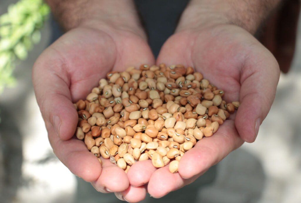 Governo do RN Lança Programa de Distribuição de Sementes para 2026