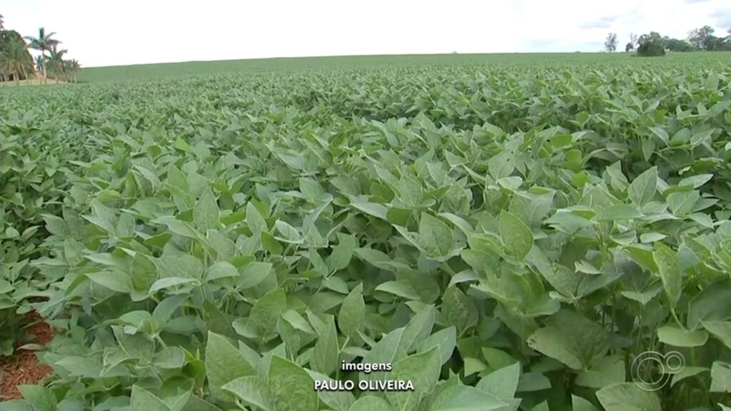 Itapetininga se Destaca no Agronegócio: Entre as 40 Cidades que Mais Exportam em SP