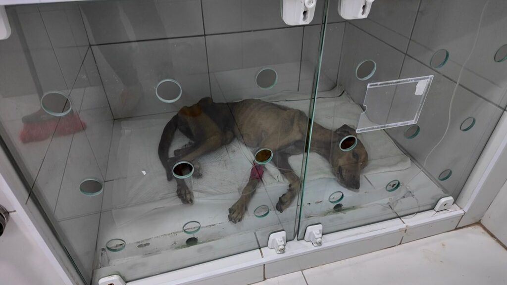 Justiça do Rio Grande do Norte Concede Liberdade Provisória a Professora Acusada de Maus-Tratos a An