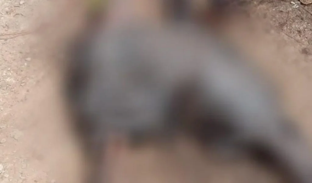 Misteriosa Morte em Mossoró: Corpo em Decomposição é Descoberto na Mata