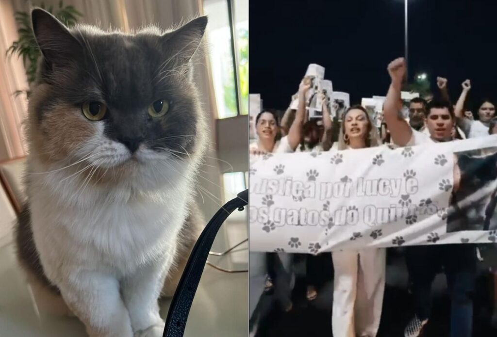 Morte de gata em condomínio de Mossoró gera protestos e clamor por investigação
