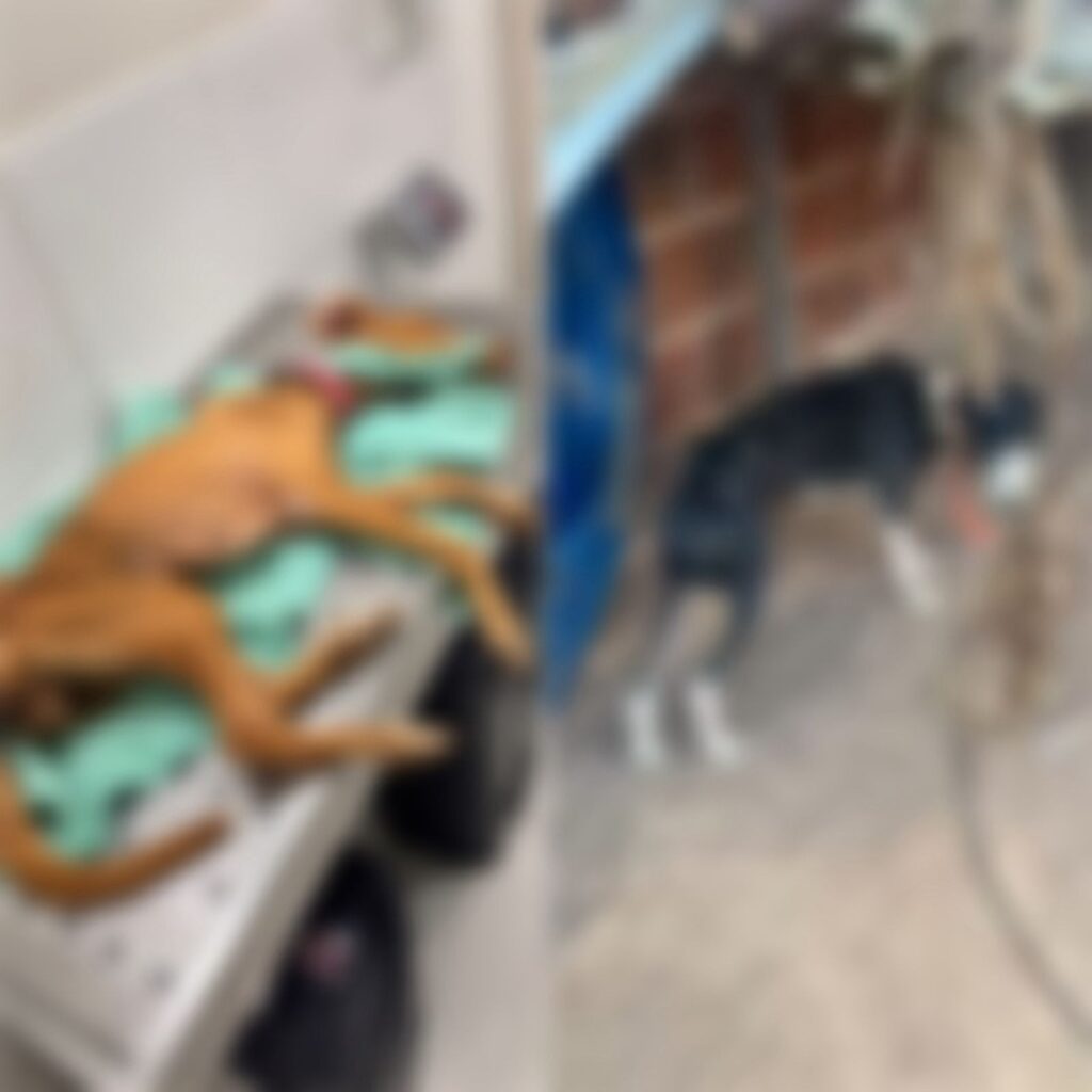 Mulher Detida em Mossoró por Maus-Tratos a Cadelas: Entenda o Caso