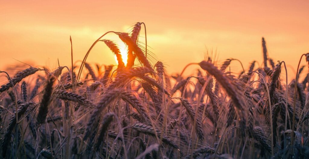 NR-31 Atualizada: PGRTR Substitui PPRA e Transforma a Gestão de Riscos no Agronegócio