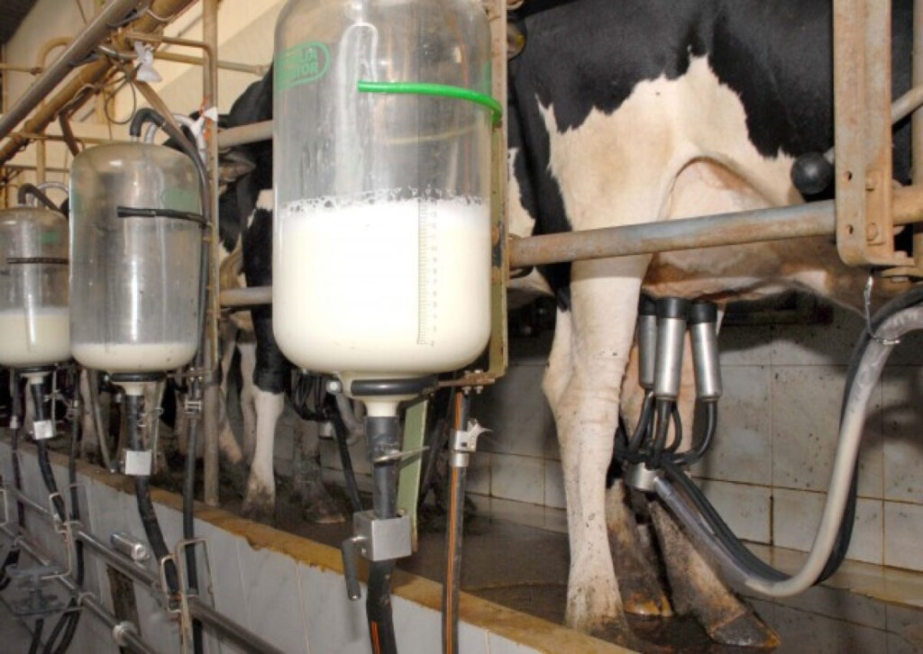 Pecuária Leiteira: Desafios e Cuidados para 2026