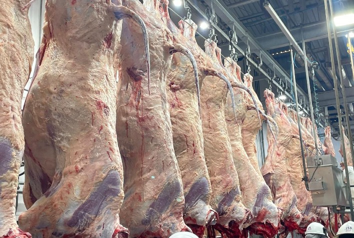 Carne Angus Marca Sua Presença na Bahia com Primeiro Abate e Expande no Brasil Carne Angus Marca Sua Presença na Bahia com Primeiro Abate e Expande no Brasil