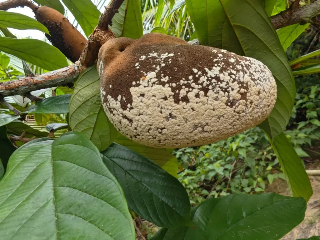 Força-Tarefa de Inspeção: Proteção Contra Pragas do Cacau e Cupuaçu no Acre
