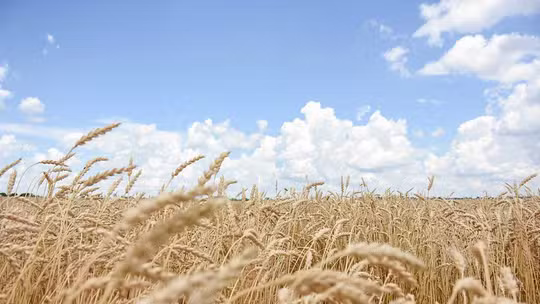 Inadimplência no Agronegócio: Crescimento Alarmante Chega a 7,4% Inadimplência no Agronegócio: Crescimento Alarmante Chega a 7,4%
