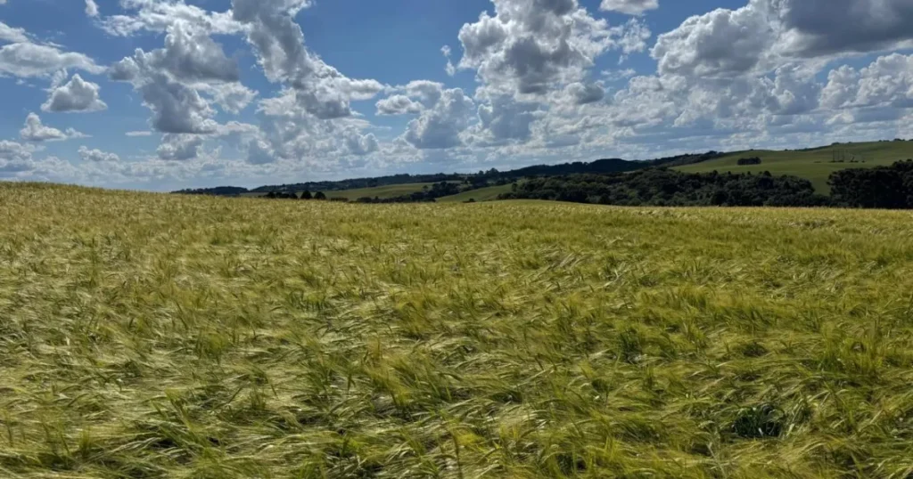 Nova Política da Ambev Impulsiona Produção de Cevada no Sul do Brasil