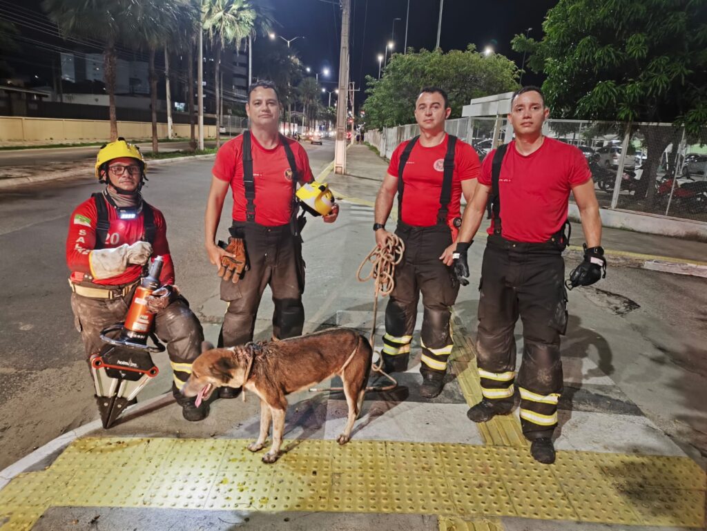 Bombeiros do RN Resgatam Cachorro Preso em Rede de Esgoto em Mossoró Bombeiros do RN Resgatam Cachorro Preso em Rede de Esgoto em Mossoró
