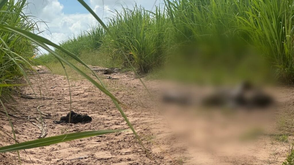 Corpo em Decomposição Encontrado em Canavial em Nísia Floresta: Mistério a Ser Esclarecido