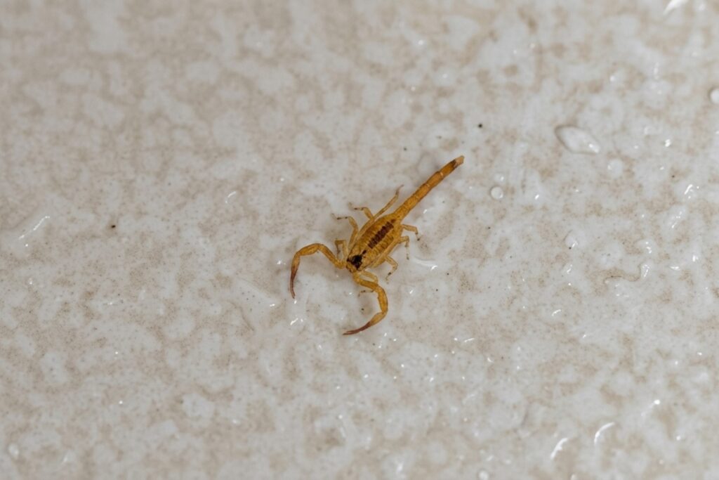 Cuidados Essenciais em Acidentes com Escorpiões: Orientações da Sesap