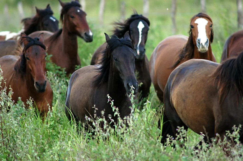 Gravatá Sedia Centro de Excelência em Equinocultura para Impulsionar o Setor