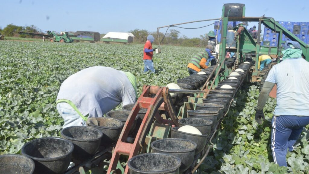 Mercado de Trabalho no RN: Serviços Sustentam Empregos Enquanto Agropecuária Enfrenta Desafios Mercado de Trabalho no RN: Serviços Sustentam Empregos Enquanto Agropecuária Enfrenta Desafios