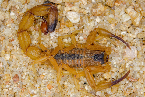 Mossoró: 35 Acidentes com Escorpiões em Apenas Três Meses – Alerta para a População Mossoró: 35 Acidentes com Escorpiões em Apenas Três Meses - Alerta para a População