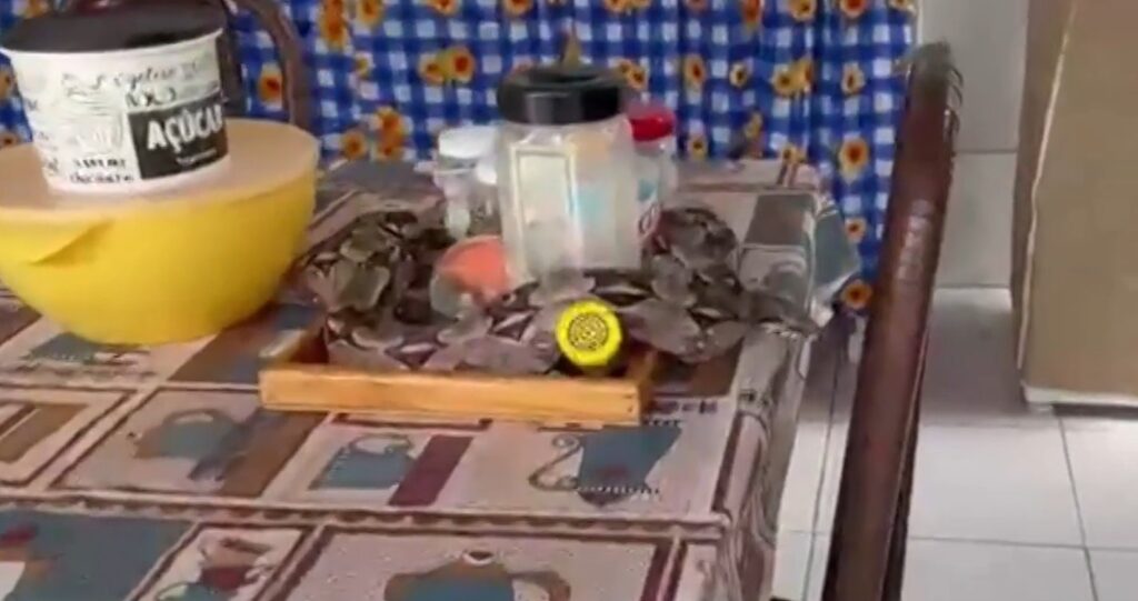 Resgate Inusitado: Jiboia é Encontrada na Cozinha de Casa em Mossoró