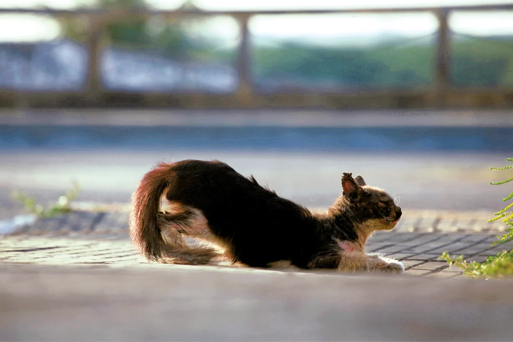 Rio Grande do Norte: 131 Casos de Maus-Tratos a Animais em Apenas 3 Meses