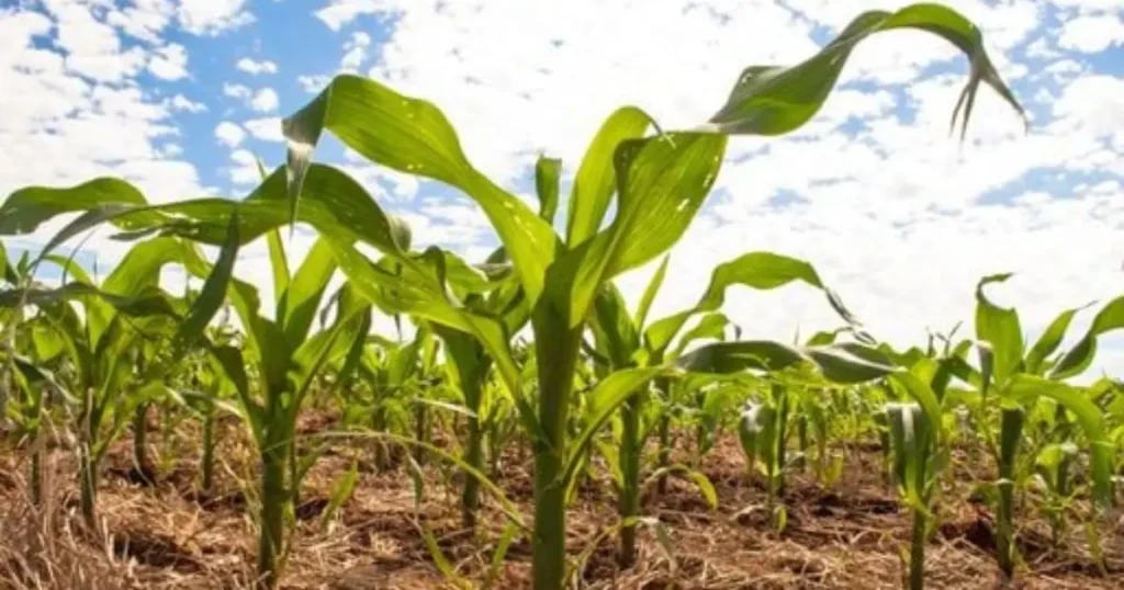 Transição Climática e El Niño: Alerta para o Agronegócio Brasileiro em 2026