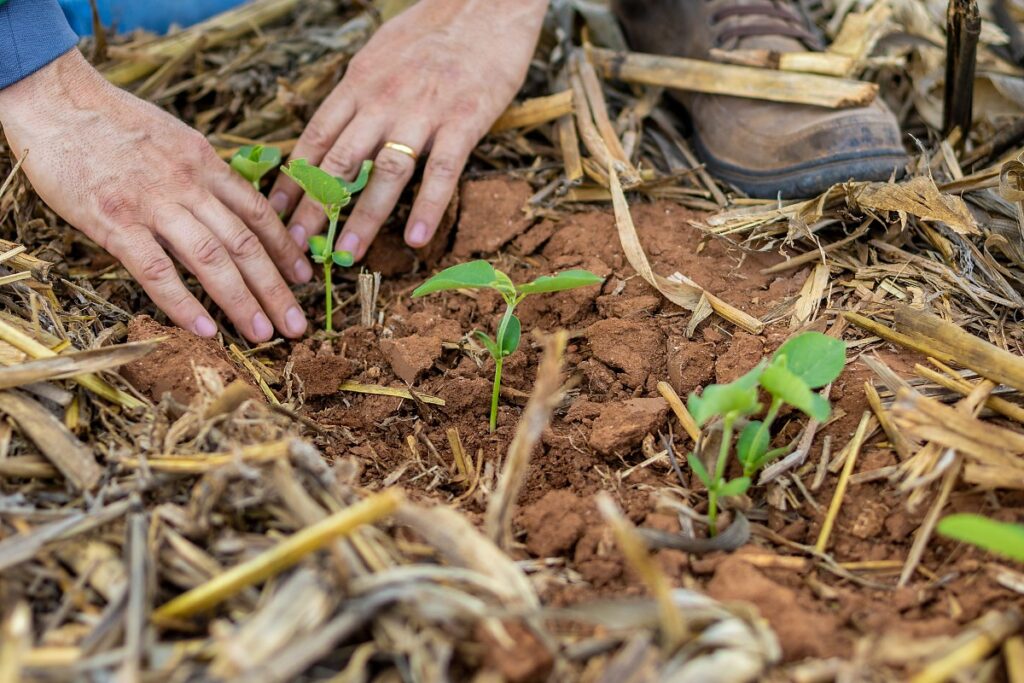 Agronegócio em Mato Grosso: Aumento de Empregos e Crescimento Econômico