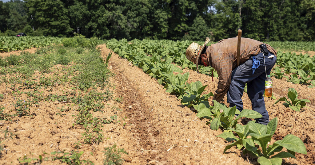 Agronegócio Gera 26,3% dos Empregos no Brasil com Recorde de 28,4 Milhões de Ocupados