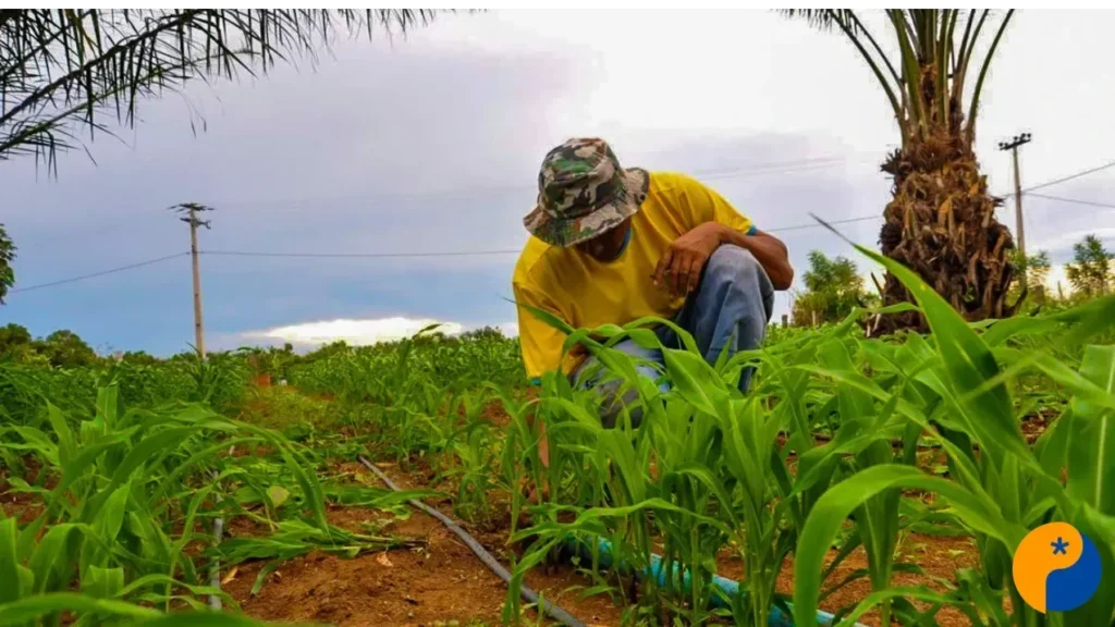 Cooperativas de Crédito Rural Impulsionam Agronegócio em Minas Gerais