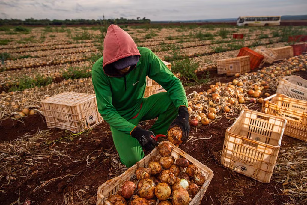 Recorde de Emprego no Agronegócio: Aumento nos Agrosserviços e Queda na Produção Agropecuária