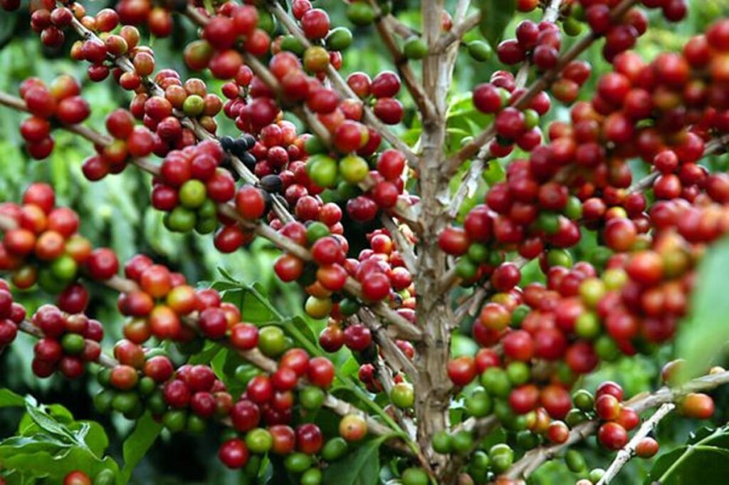 Segurança Jurídica no Agronegócio Capixaba: Um Desafio Necessário para o Crescimento