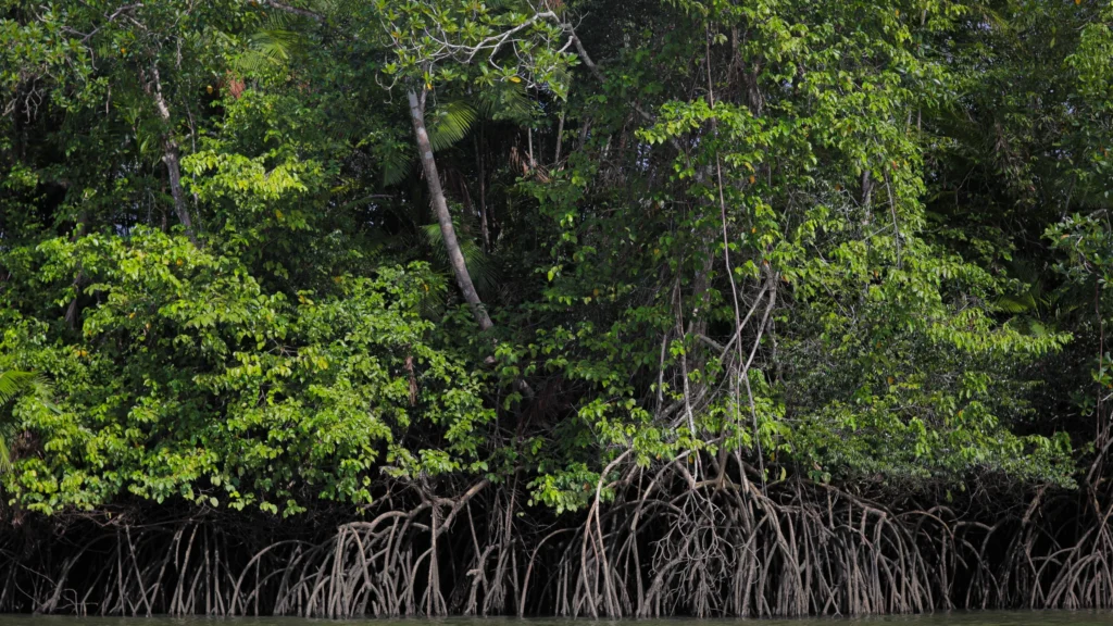 Carbono Azul: Entenda como o Oceano Regula o Clima e Impacta o Cotidiano